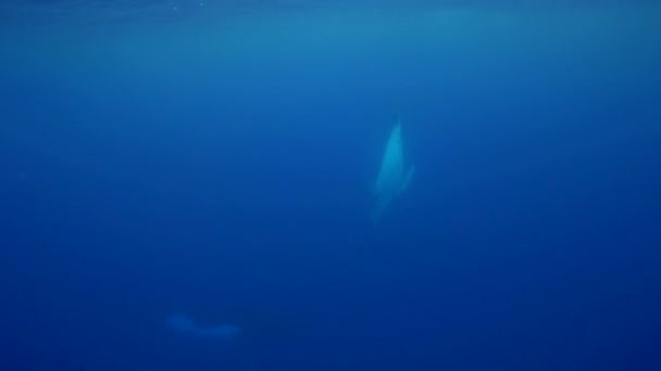 Ballenas jorobadas, alrededor de Tahití , — Vídeos de Stock