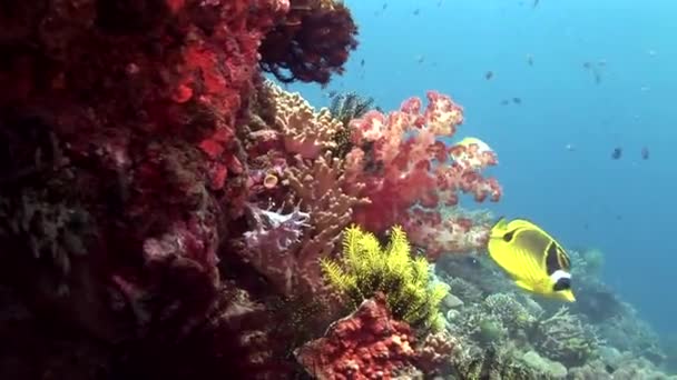 Fish swimming near the reef — Stock Video