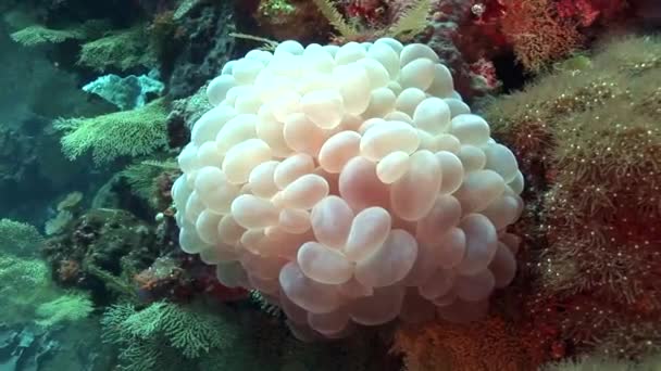 Güzel kabarcık mercan — Stok video