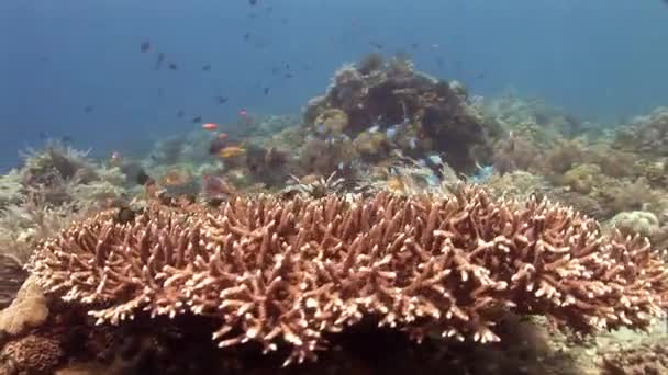 Fish near the coral reef — Stock Video