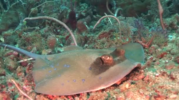 Stingray en el arrecife de coral — Vídeo de stock