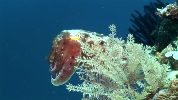 附近的珊瑚礁墨鱼 — 图库视频影像