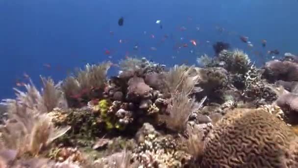 Peces cerca del arrecife de coral — Vídeo de stock