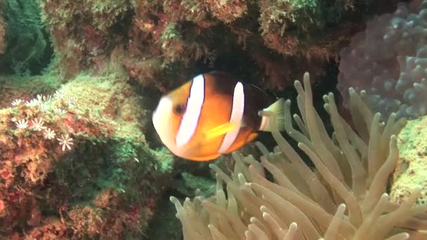 Anemone mit Clownfischen — Stockvideo