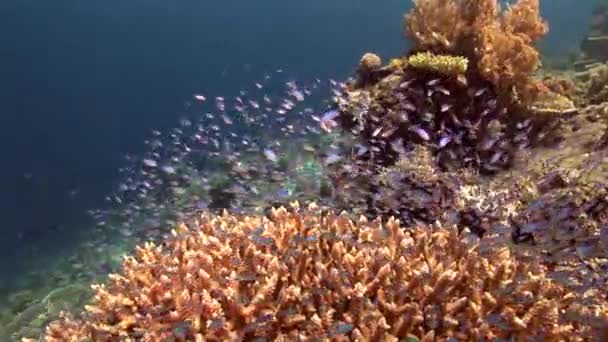 Sergente maggiore Damselfish — Video Stock