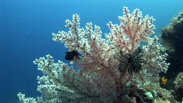 Barriera corallina con corallo gorgoniano — Video Stock
