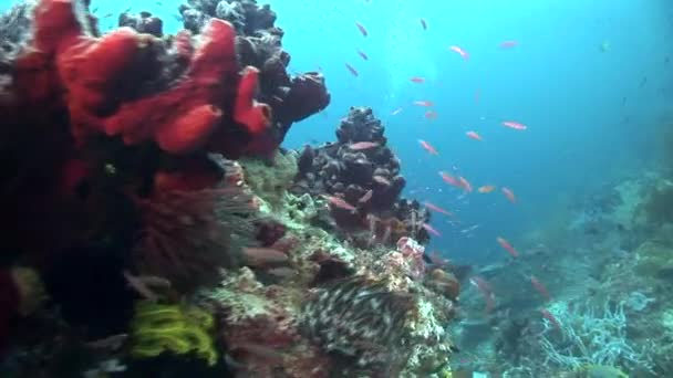 Peixes perto do recife de coral — Vídeo de Stock