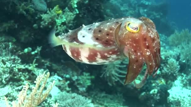 Cuttlefish near the reefs — Stock Video