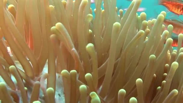 Anemone di mare e pesce — Video Stock