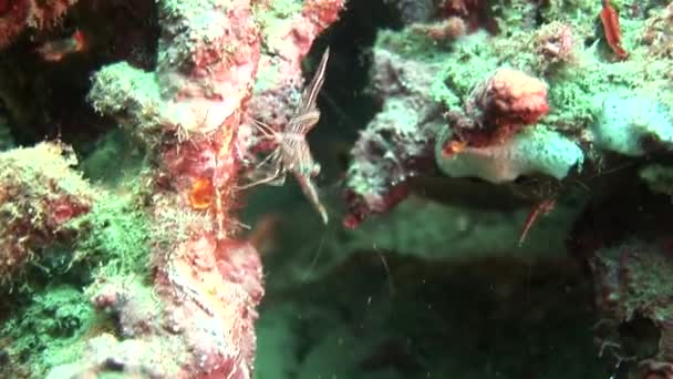 Bir mercan üzerinde yürüme karides — Stok video