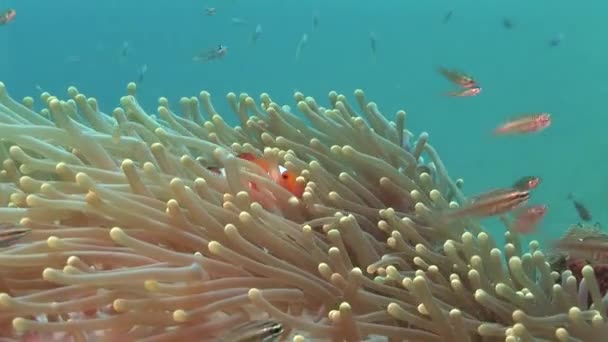 Anemone di mare e pesce — Video Stock