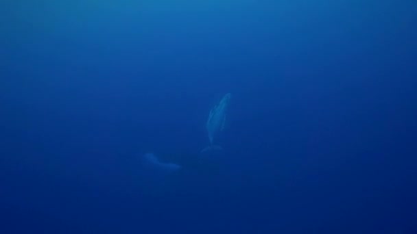 Ballenas jorobadas, alrededor de Tahití , — Vídeo de stock