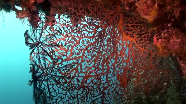 Korallrev med gorgonian coral — Stockvideo