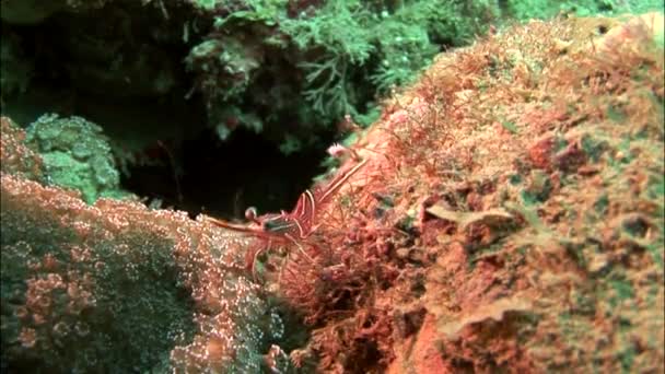 Tiny málo velbloudí krevety — Stock video