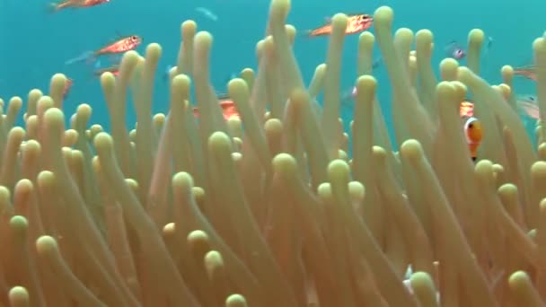 Anemone di mare e pesce — Video Stock