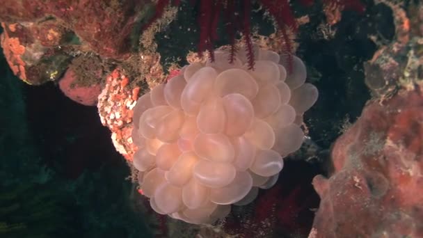 Pesce vicino alla barriera corallina — Video Stock