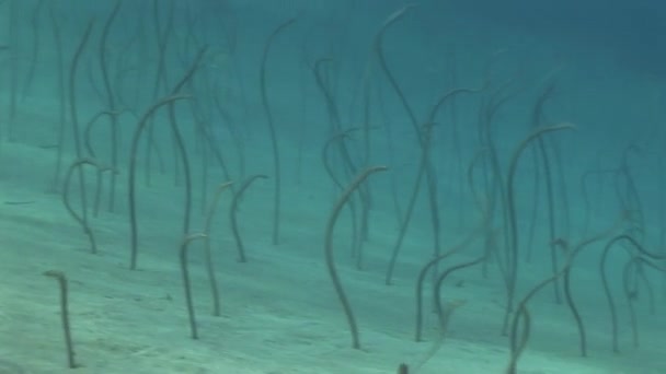 Bahçe eels yamaç — Stok video