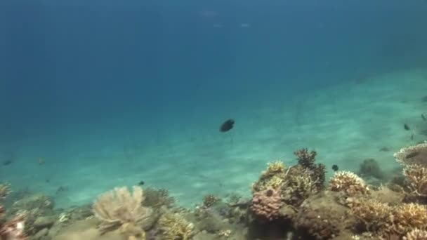 Рыба возле кораллового рифа — стоковое видео