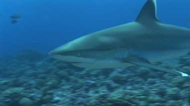 silvertip köpekbalığı kameraya yaklaşıyor, yakından