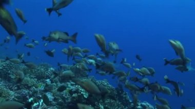 silvertip köpekbalıkları snappers bir shool arkasında yaklaşımlar