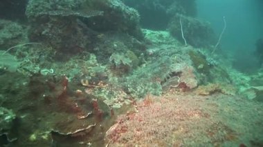 kum üzerine yalan wobbegong yakın çekim