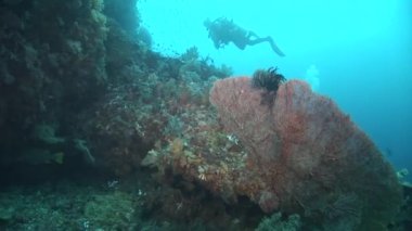 gorgone dalgıç ile mercan