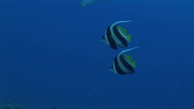 Okyanusta yüzmeye Bannerfishes