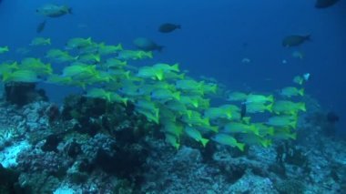 Mavi çizgili snappers Okulu