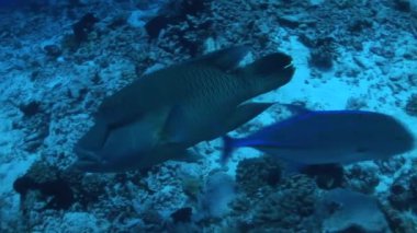 Napoleon wrasse mercan resif üzerinde