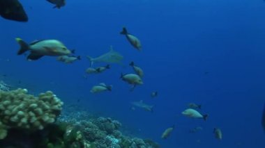 reefshark yaklaşımlar ve geçmek,