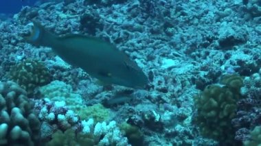 bir mercan kayalığı papağan balık