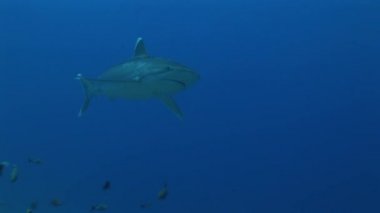 silvertip köpekbalıkları kameraya yaklaşıyor, yakından