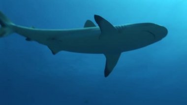arka ışık içinde yüzme reefshark