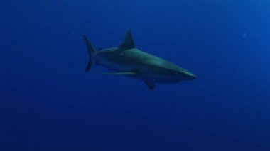 mavi okyanusun sualtı görünümü yaklaşımlardan gri reefsharks