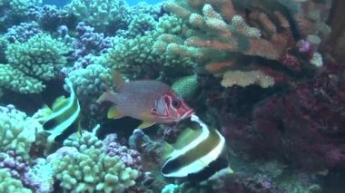 resif üzerinde afiş balıklar ile sincap balık