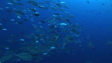 büyük göz jackfish Okulu