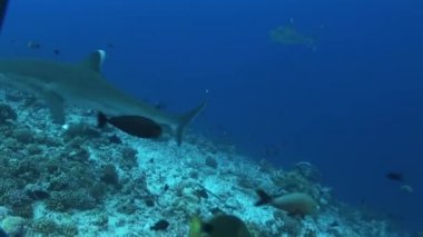 resif üzerinde gümüş uçlu köpekbalıkları