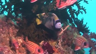 Çizgili renkli balık