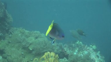 fusilier balık yüzme