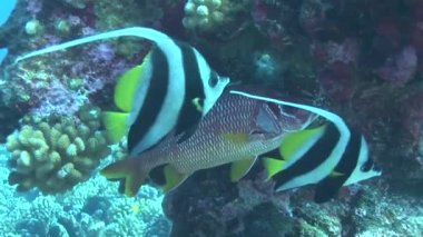 Okyanusta yüzmeye Bannerfishes