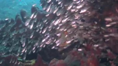glassfish kayalıkta yüzme okulu