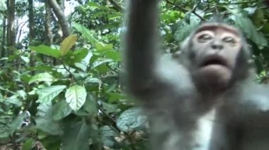 makak kamera hakkında merak