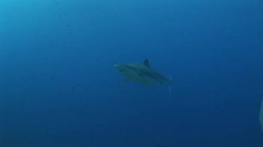 güneşte gümüş uçlu köpekbalığı, backlight atış 
