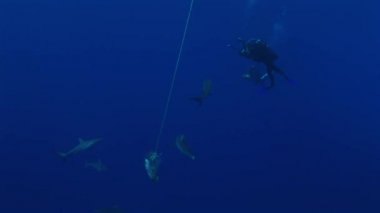 yem çevresinde gri reefsharks