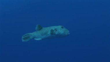 Dev pufferfish kayalıkta Yüzme