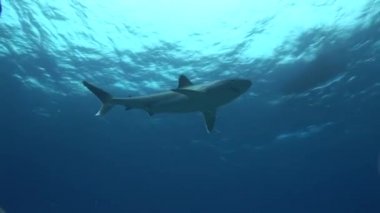 arka ışıkta gümüş uçlu köpekbalığı, 