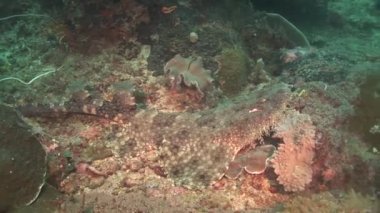kum üzerine yalan wobbegong yakın çekim