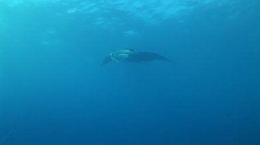 Manta ray üzerinde krili besleme