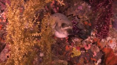 resiflerde arothron balık