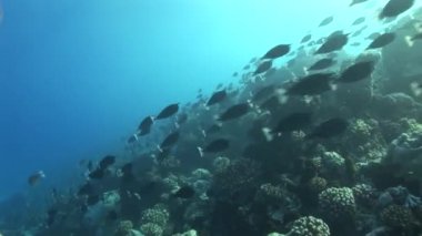 bir mercan kayalığı papağan balık